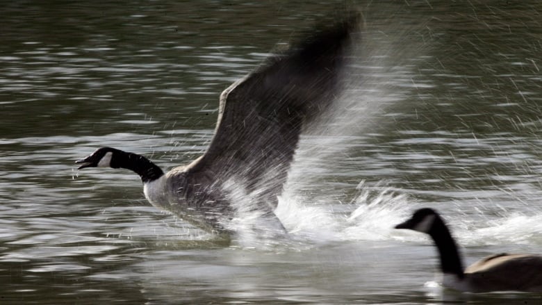 A Canada goose takes off from a pond.