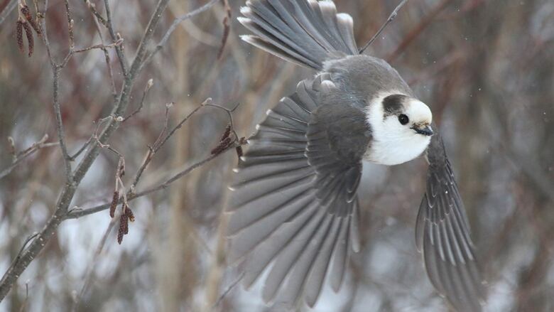 The Royal Canadian Geographical Society will lobby the federal government to adopt the whisky jack as Canada's official national bird to mark Canada's 150th birthday in 2017.