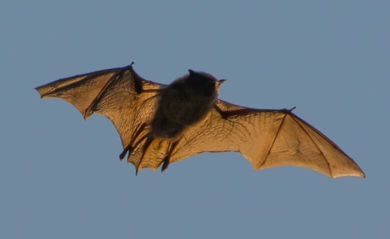 A bat flies in P.E.I.'s evening sun. 