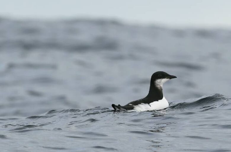 A black and white bird sitting in a body of water.