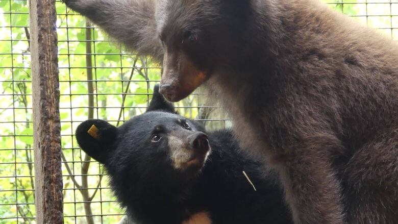 Two bear cubs, one brown and the other black perched in a branch inside a cage-like structure.