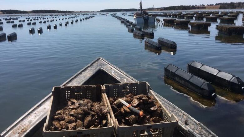 Lines of buoys mark oyster cages with a crate of oysters in the foreground.