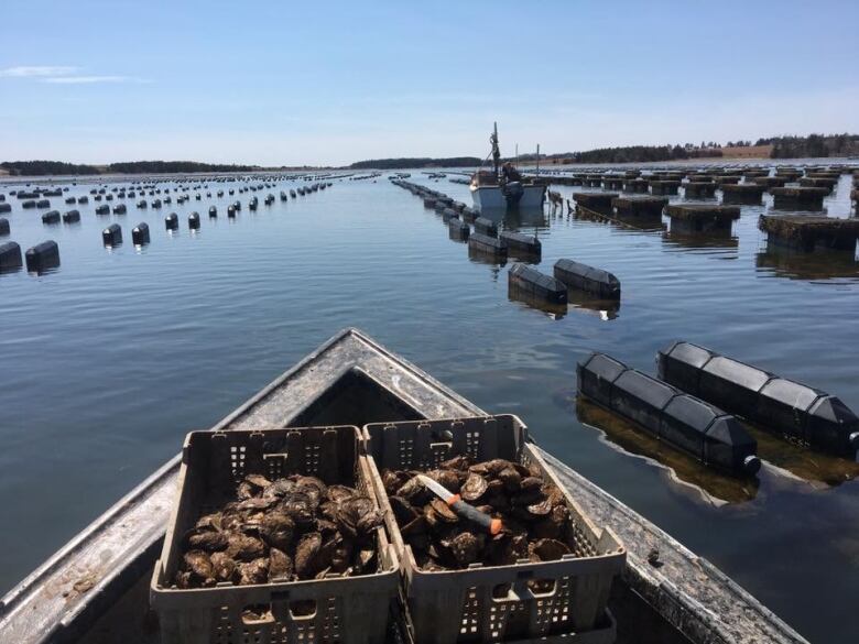 Lines of buoys mark oyster cages with a crate of oysters in the foreground.