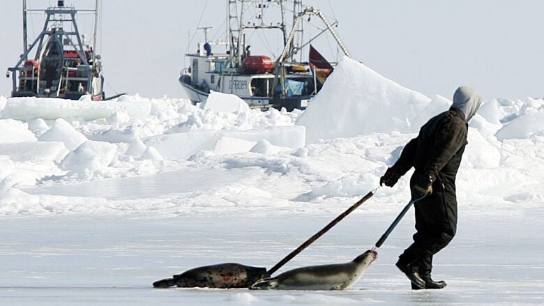 A sealer drags two dead harp seals back to his boat