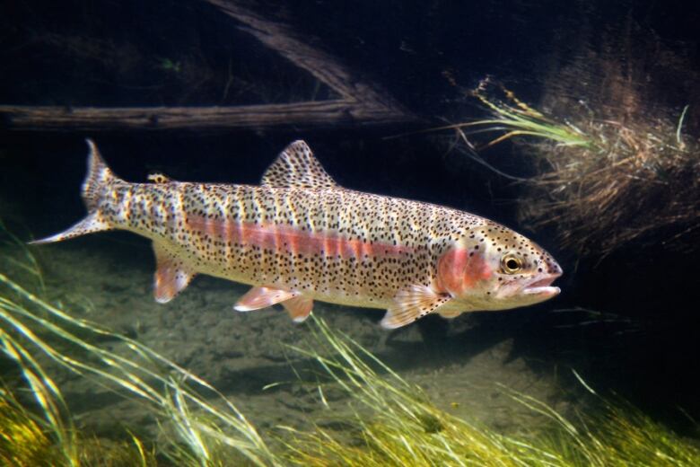 A trout.