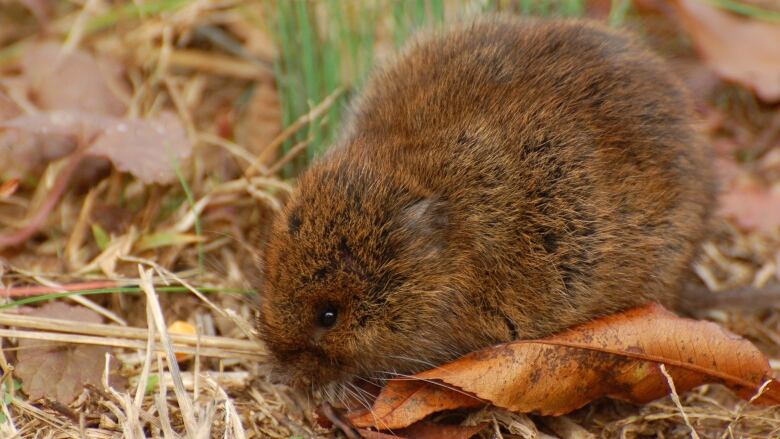 vole