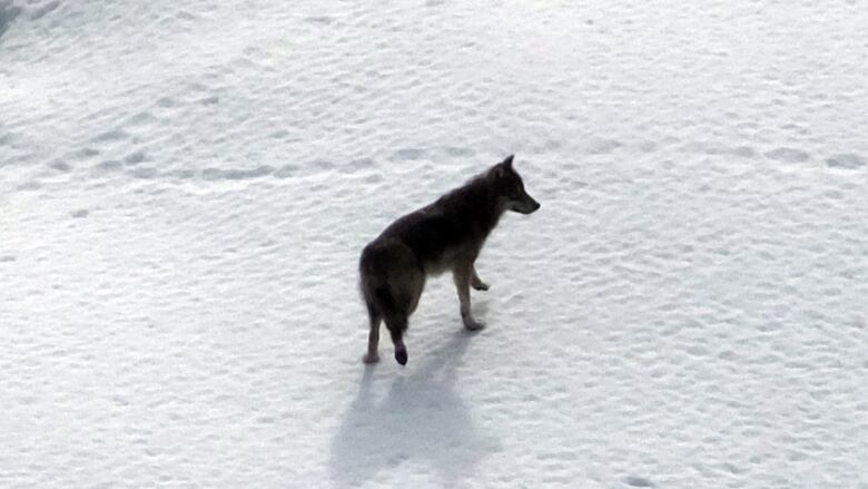 A wolf is seen from above, standing in the snow.