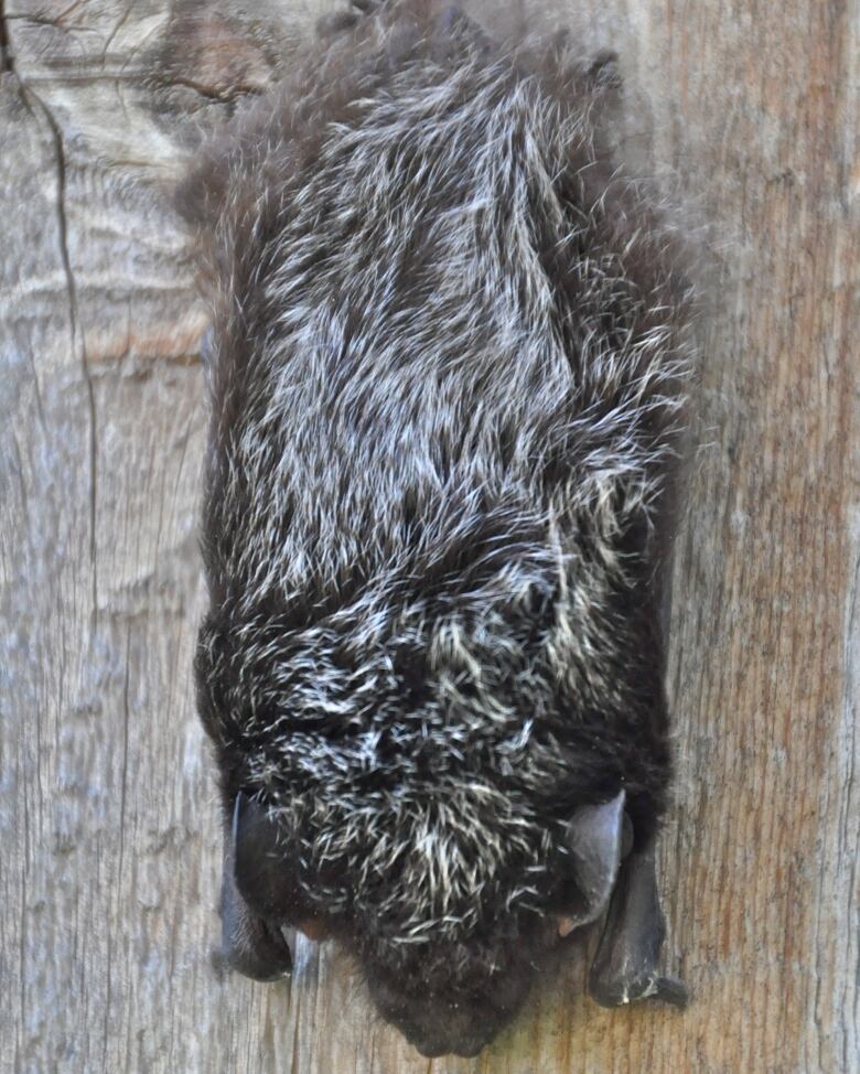 A silver-haired bat found in August 2010 in Forest Heights hiding between a gate and fence post. Herman Bininda's son, a biologist who worked with bats, said that it was the first time that he heard of it in the Calgary area.