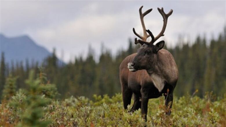 a caribou standing