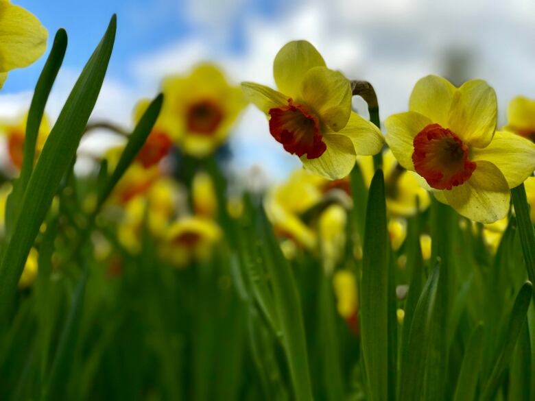 Several daffodils