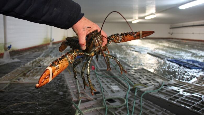 A lobster is held over a tank.