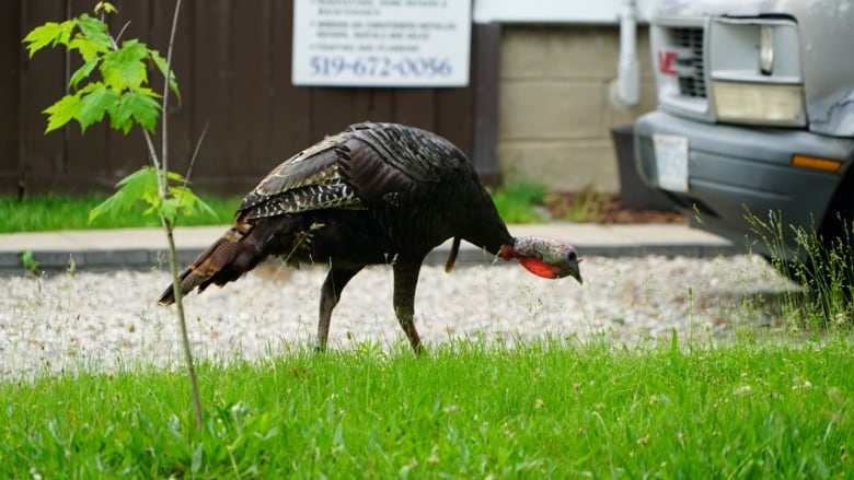 a wild turkey pictured on a lawn.