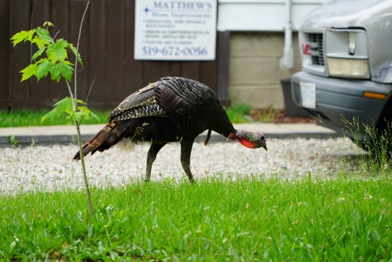 a wild turkey pictured on a lawn.