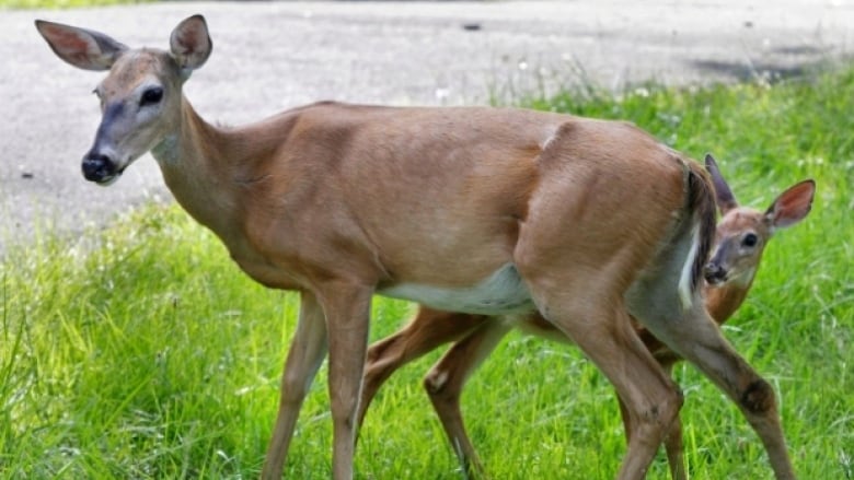 A doe and a fawn 