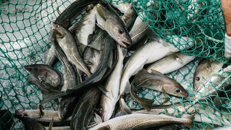 Fresh caught cod sit in a net.