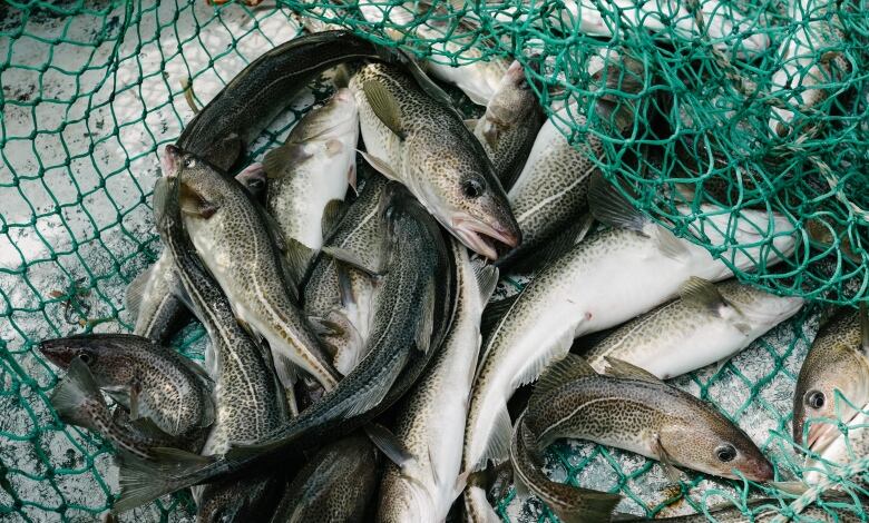 Fresh caught cod sit in a net.