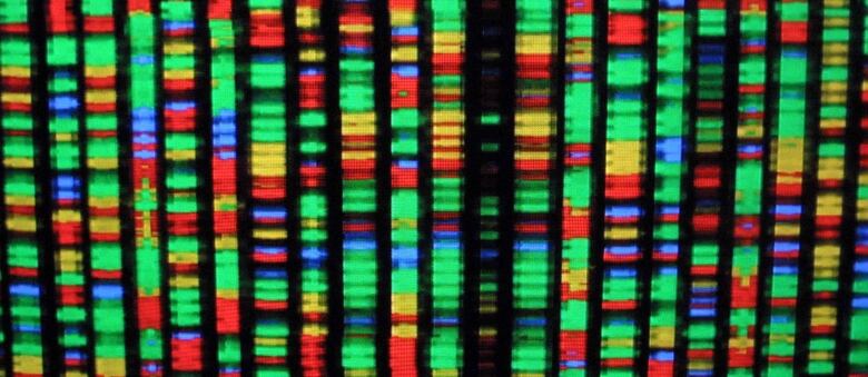 393282 04: A digital representation of the human genome August 15, 2001 at the American Museum of Natural History in New York City. Each color represents one the four chemical compenents of DNA. (Photo by Mario Tama/Getty Images)