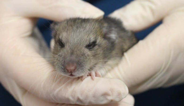 This baby woodrat 'hitched' a ride on a vehicle returning to Calgary from the mountains and is now in the care of the Alberta Institute for Wildlife Conservation. The plan is to release the rodent back in its natural environment later this summer, the institute said on Monday, July 17, 2017.