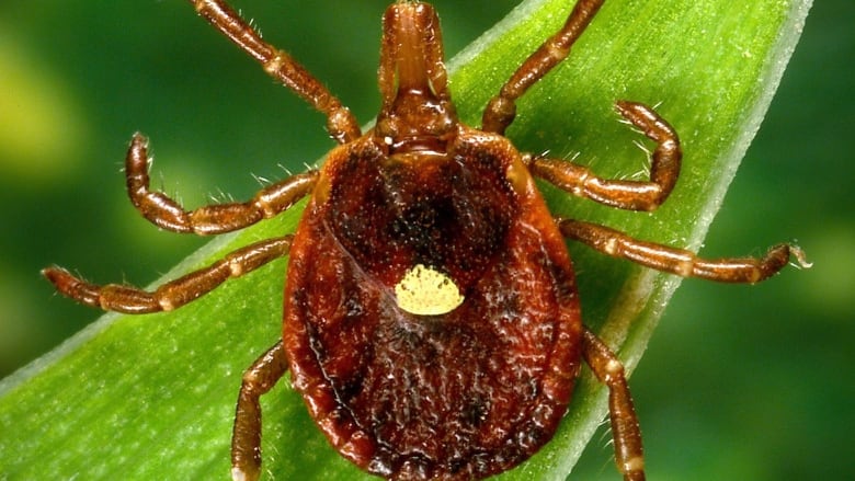 A bug sits on a leaf. 