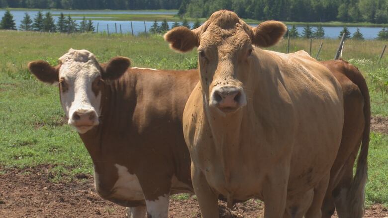 Beef cattle in P.E.I. field with river in the background.