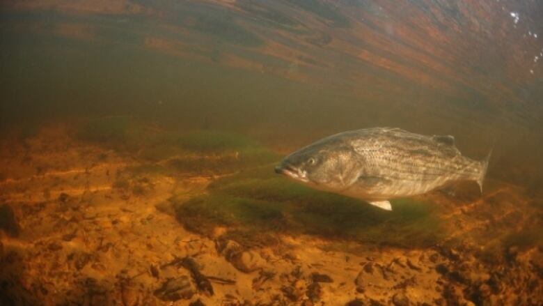 A fish swims in dark water.