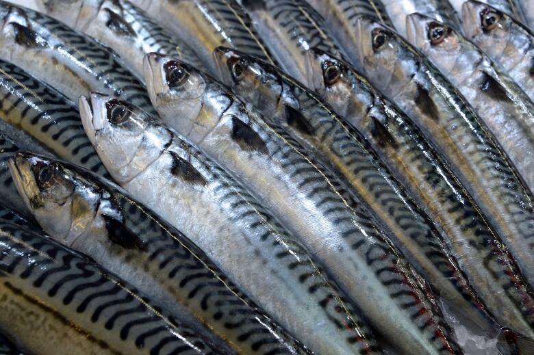 rows of mackerel.