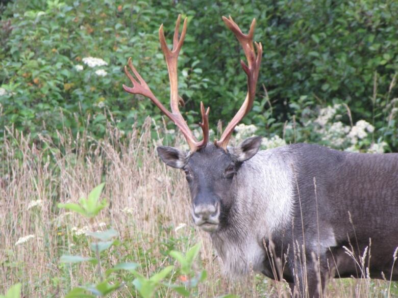 A caribou stands in the bush, staring at the camera