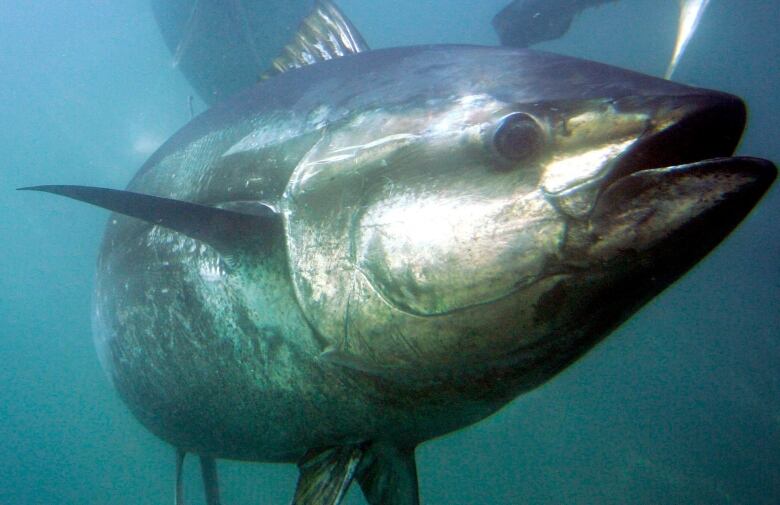 A bluefin tuna swims inside farming pens prior to harvest.