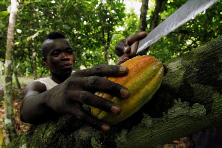 A man uses a machete to cut a cocoa pod in a lush forest setting.