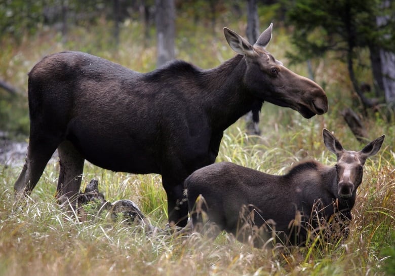 A mother moose and a young moose stand in a grassy area with trees in the background