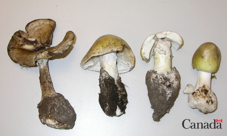 The image shows four different death cap mushrooms in various stages of growth.