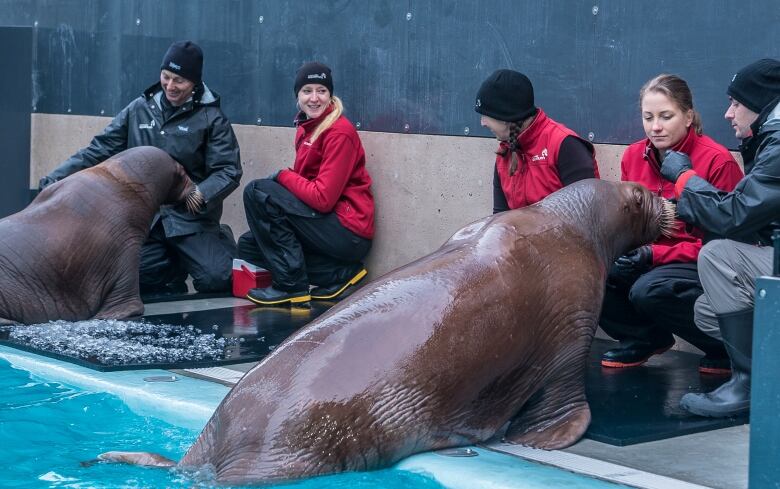 Staff at the Vancouver Aquarium are spending time getting to know the walruses, Lakina and Balzak.