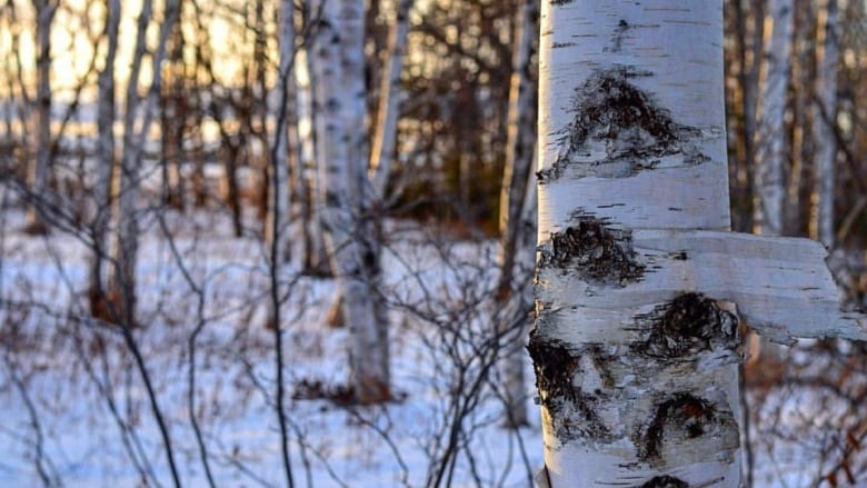 Birch forest with pink sky in the background.