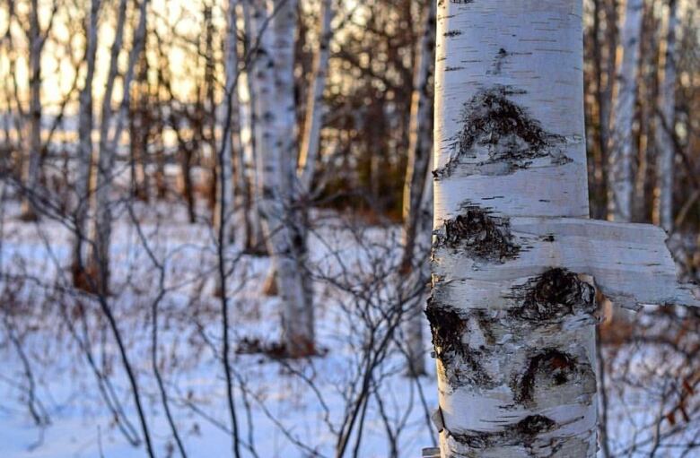 Birch forest with pink sky in the background.