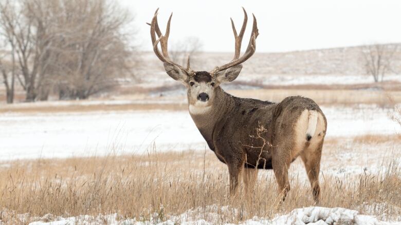 A large deer with antlers stares back at the camera.