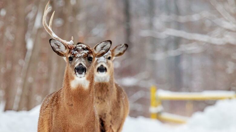 two deer in the snow.