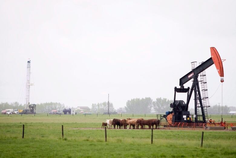 A service rig, left, and a pumpjack in a Saskatchewan oilfield. A cluster of cows stand nearby. 