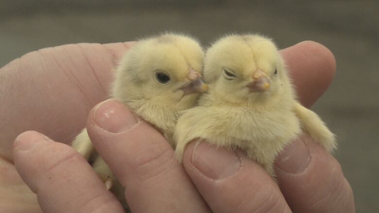 Two tiny chicks in the palm of a hand.