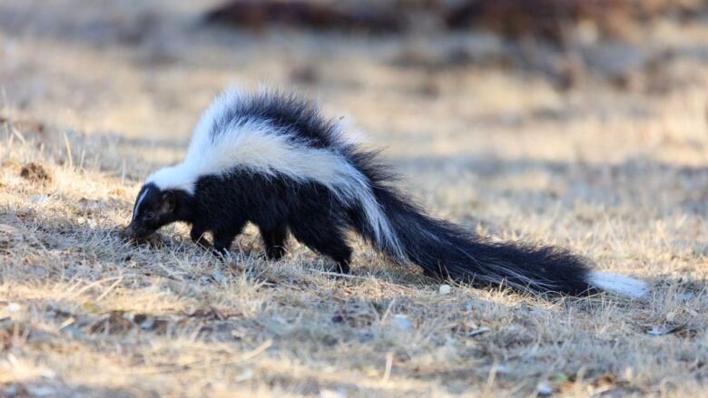 A black and white striped skunk stands in a field. 