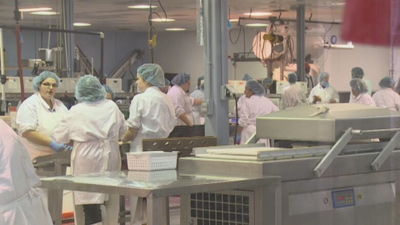 Workers processing lobster meat, wearing white gowns and hair nets.