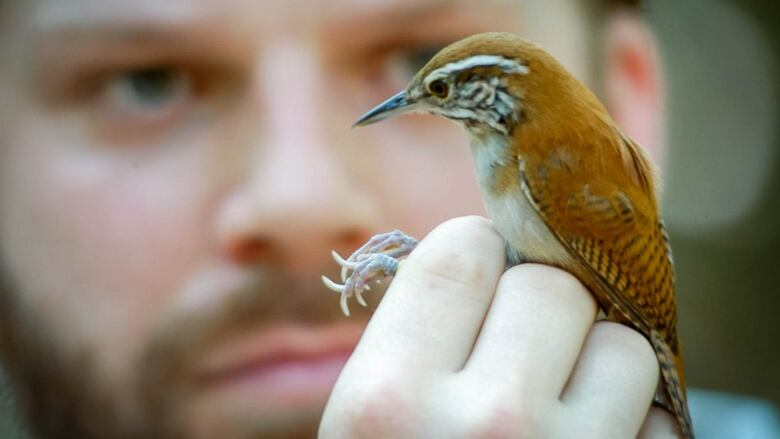 University of Windsor professor Dan Mennill examines a rufous-and-white wren. The bird has been the focus of a 15-year study on how their lifespan is influenced by climate.