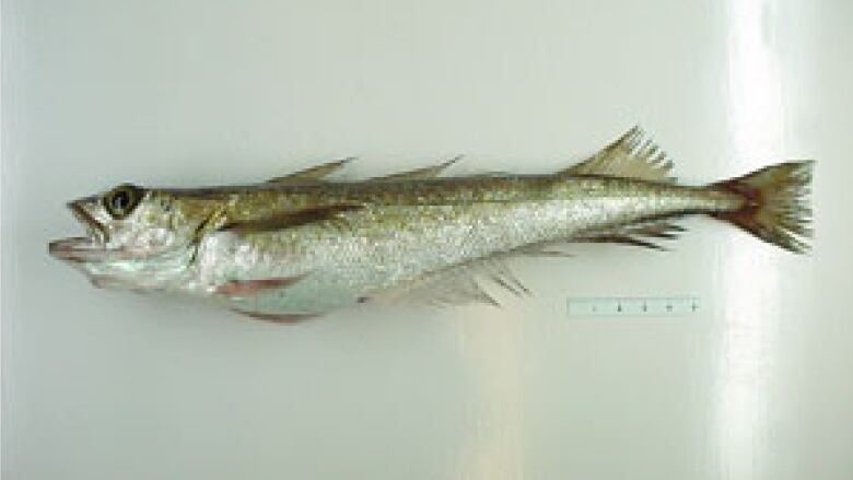 A silver fish against a shiny white background.