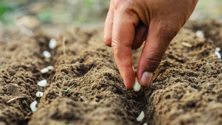 A closeup shows a hand planting large seeds in rows of soil