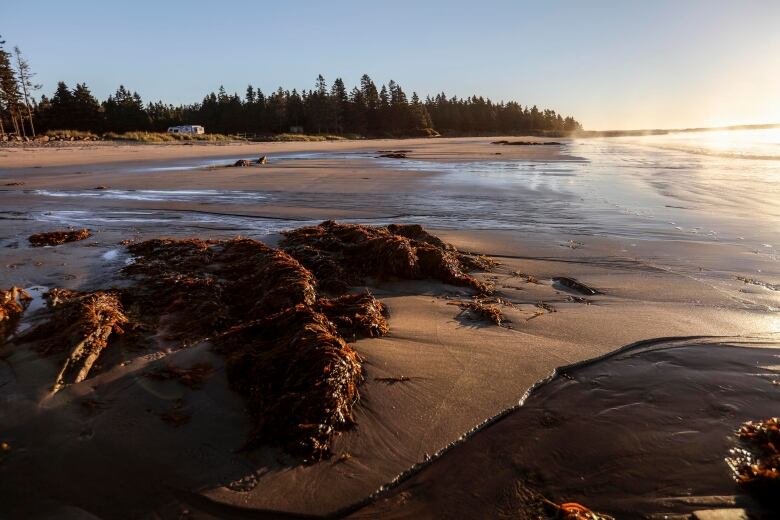 Rocks on a beach. There are trees in the background. The sun is reflecting off the water to the right, and a RV is in the background to the left.