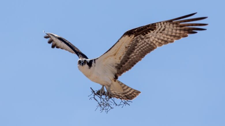 Osprey in flight, carrying twigs.