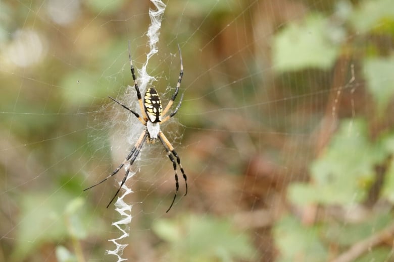 The Yellow Garden Spider (argiope aurantia) on a web.