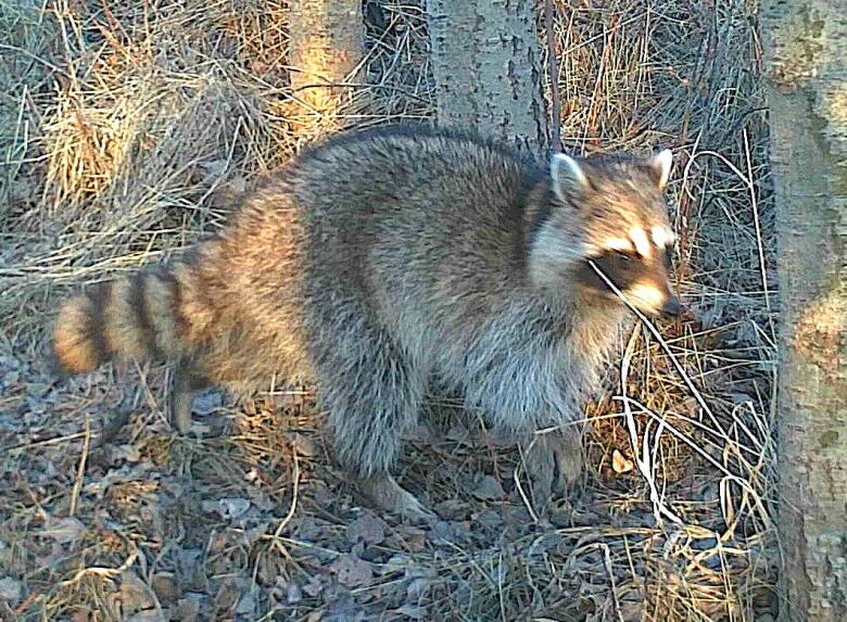 A picture of a raccoon in Fish Creek, Calgary.