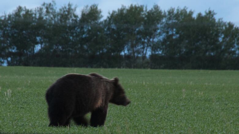 Anne Woods spotted this animal, which she believes is a grizzly bear, wandering the perimeter of her property west of Didsbury, Alta., late last week.