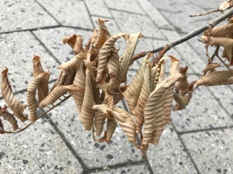 Elm leaves tend to wilt and turn brown if the tree is infected with Dutch elm disease