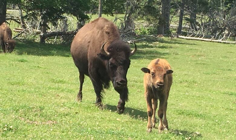 A buffalo and calf roaming a green pasture.